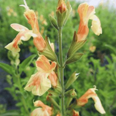 Salvia x jamensis 'Belle de Loire'